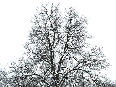 Alter Baum - Illustration