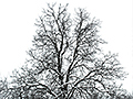 Dir auch, alter Baum
