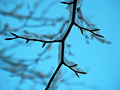 Baum-Winter